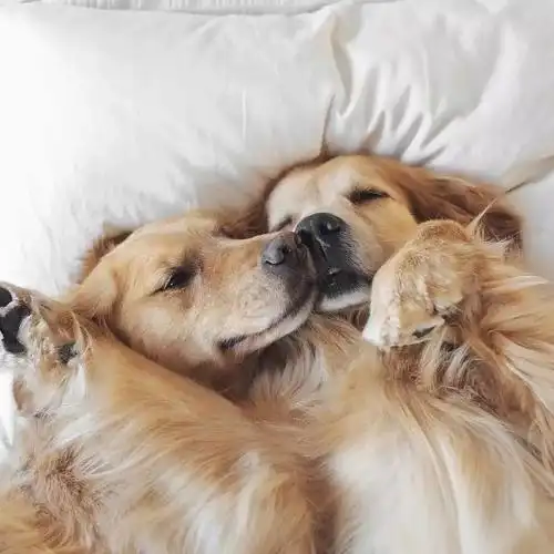 现在的狗都这么会秀恩爱了么