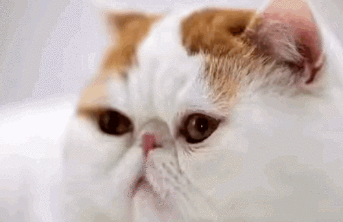 英国短毛猫闪光灯gif动图_动态图_表情包下载_soogif