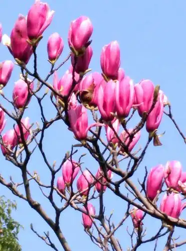 早春最美玉兰花