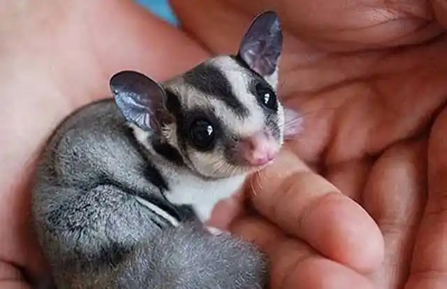 购买量第二的就是马赛克蜜袋鼯,这种小马就要比普通的价格要提升好多