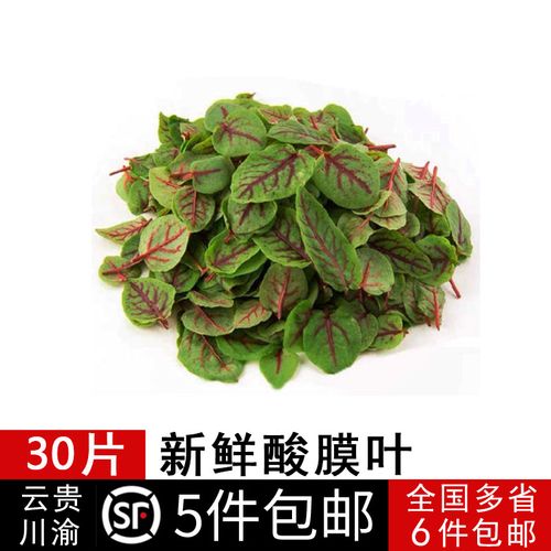 新鲜叶片 酸膜 红酸膜草 酸模叶 可食用 30片/盒
