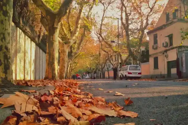彩绘风景图片  文艺风,彩绘风景图片简单 初学者(充满文艺范的梧桐树)