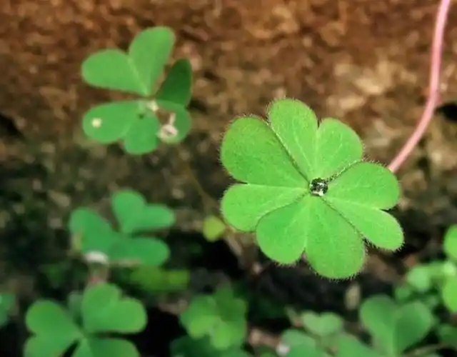 绿色幸福四叶草