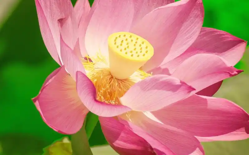 池塘中的荷花,高清图片,电脑桌面-壁纸族