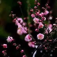 微信头像梅花图片大全雪景点击鼠标右键下载