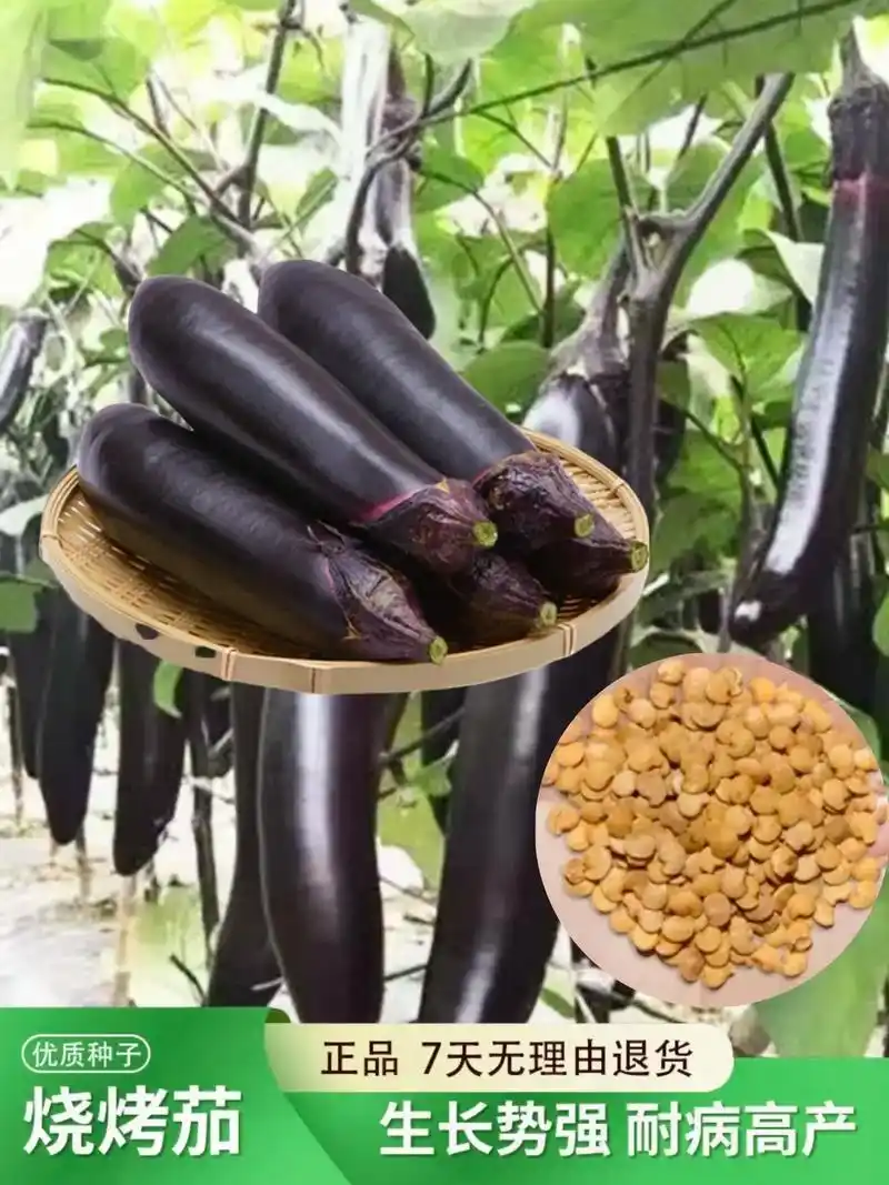 早熟甜糯烧烤茄子种子,皮薄紫黑色,甜糯口味,春夏