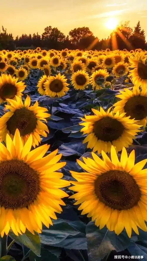 耐人寻味的经典说说,唯美有内涵,寓意深远