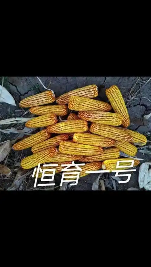 紫杆紫叶紫皮,原包正品,米质好!安华种业!