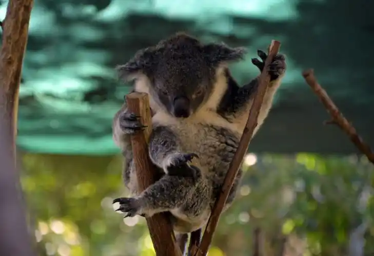 憨态可掬的抱树袋熊考拉