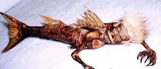 1962年活鲛人图片面目狰狞身似人尾似鱼假新闻