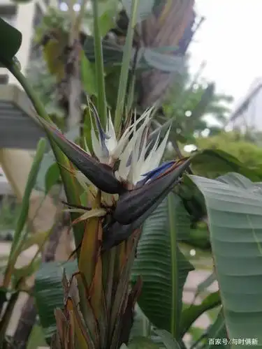 花型奇特硕大的尼古拉鹤望兰,与旅人蕉形态几分相似