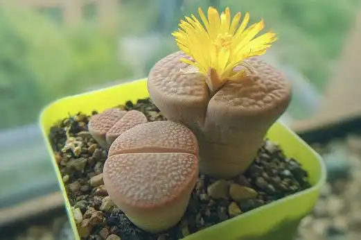 石头花的养殖条件了解一下