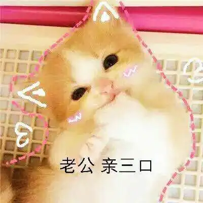 老公,亲三口 - 猫咪撒娇卖萌表情包_喵咪_喵星人_怂_萌萌哒表情-发
