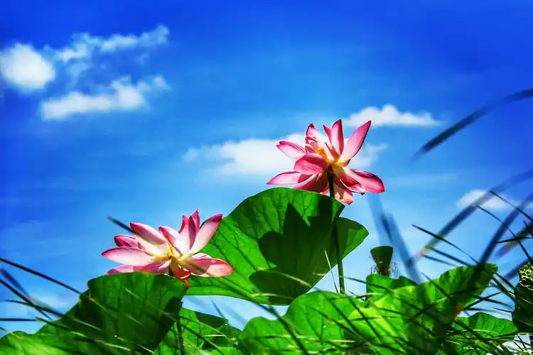 湛蓝的天空,飘着朵朵白云.莲叶满湖,水草丰盛.