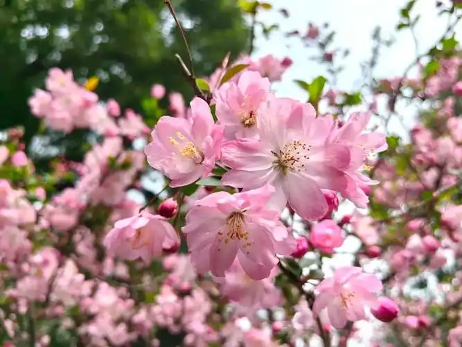 发现 | 春有约 花不误,这里的垂丝海棠盛开啦!