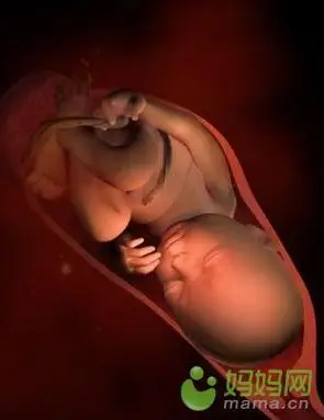 怀孕过程[图组]