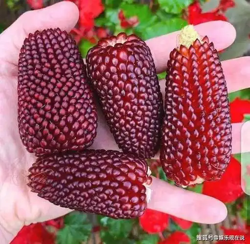 菜市场很少见的4种奇特蔬菜黑西红柿上榜图4就像一座宝塔