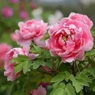 牡丹花国花高贵的牡丹花朵头像