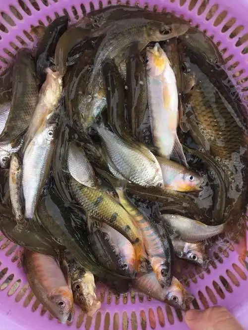 源外园特产原生态小河鱼河杂鱼河鲜小溪鱼山坑鱼味鲜小溪鱼3斤不分