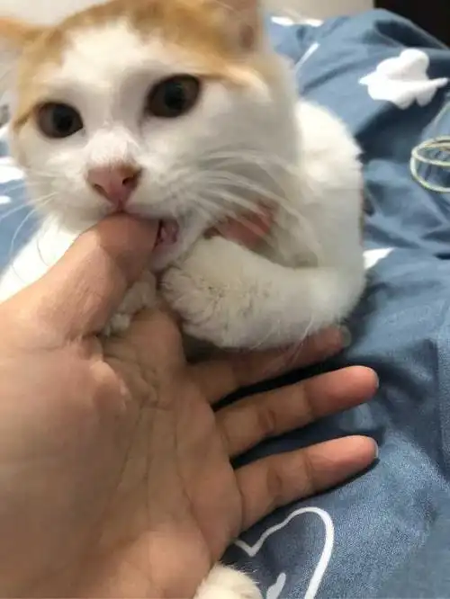猫咪咬人的秘密:猫咪咬主人的手,有这6种意思
