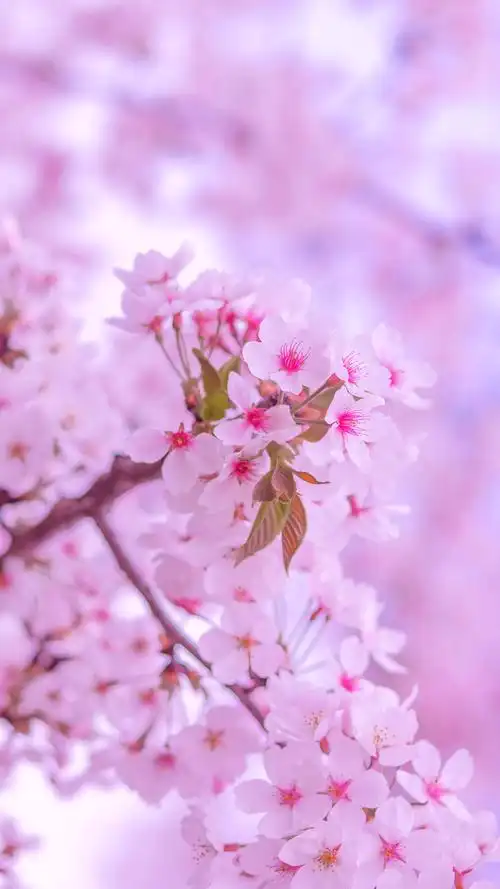 清新唯美花卉图片手机壁纸