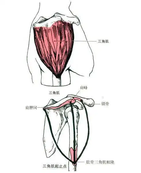 三角肌(deltoid muscle)俗称"虎头肌",是