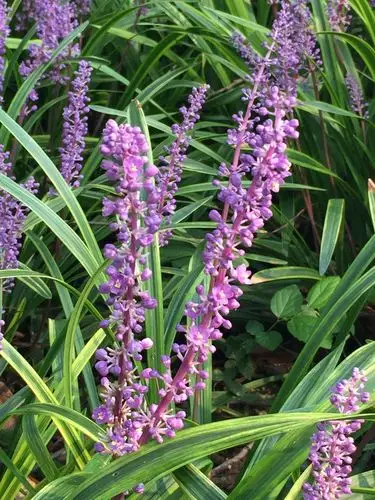 植物的故事山麦冬一家和麦冬