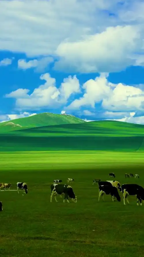 白天呼伦贝尔大草原自然风光