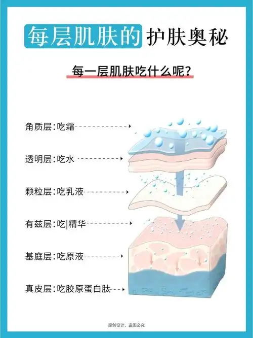 一层肌肤吃什么呢7192角质层吃"霜"96角质层的作用具有保护作用