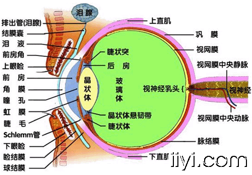 想知道球结膜与巩膜的确切位置