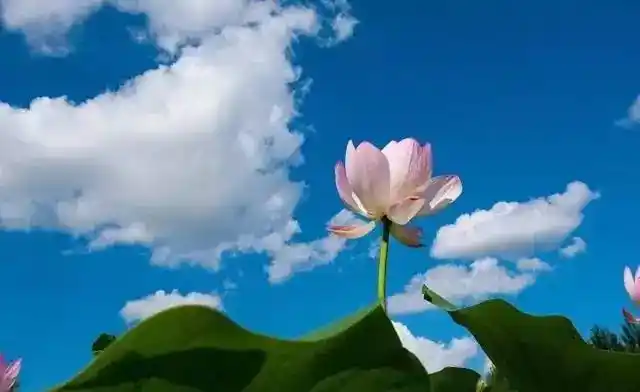 ▏朗诵:阿妈佛心上一朵莲.