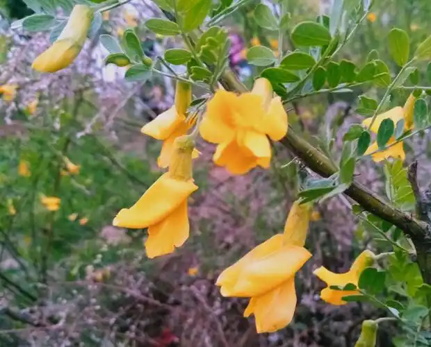 认识花草树木之四十四 柠条锦鸡儿