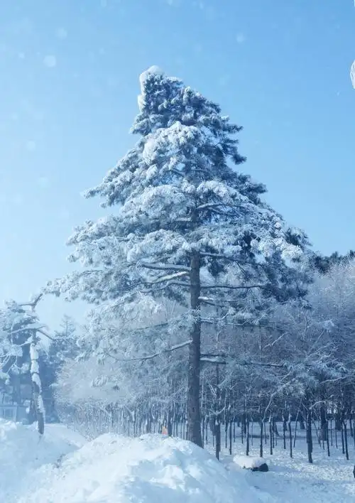 傲雪之松柏