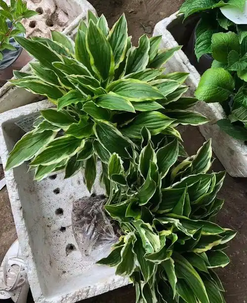 金边玉簪甜心玉簪绿植花卉庭院阳台开花观叶观花地被植物趣味盆景