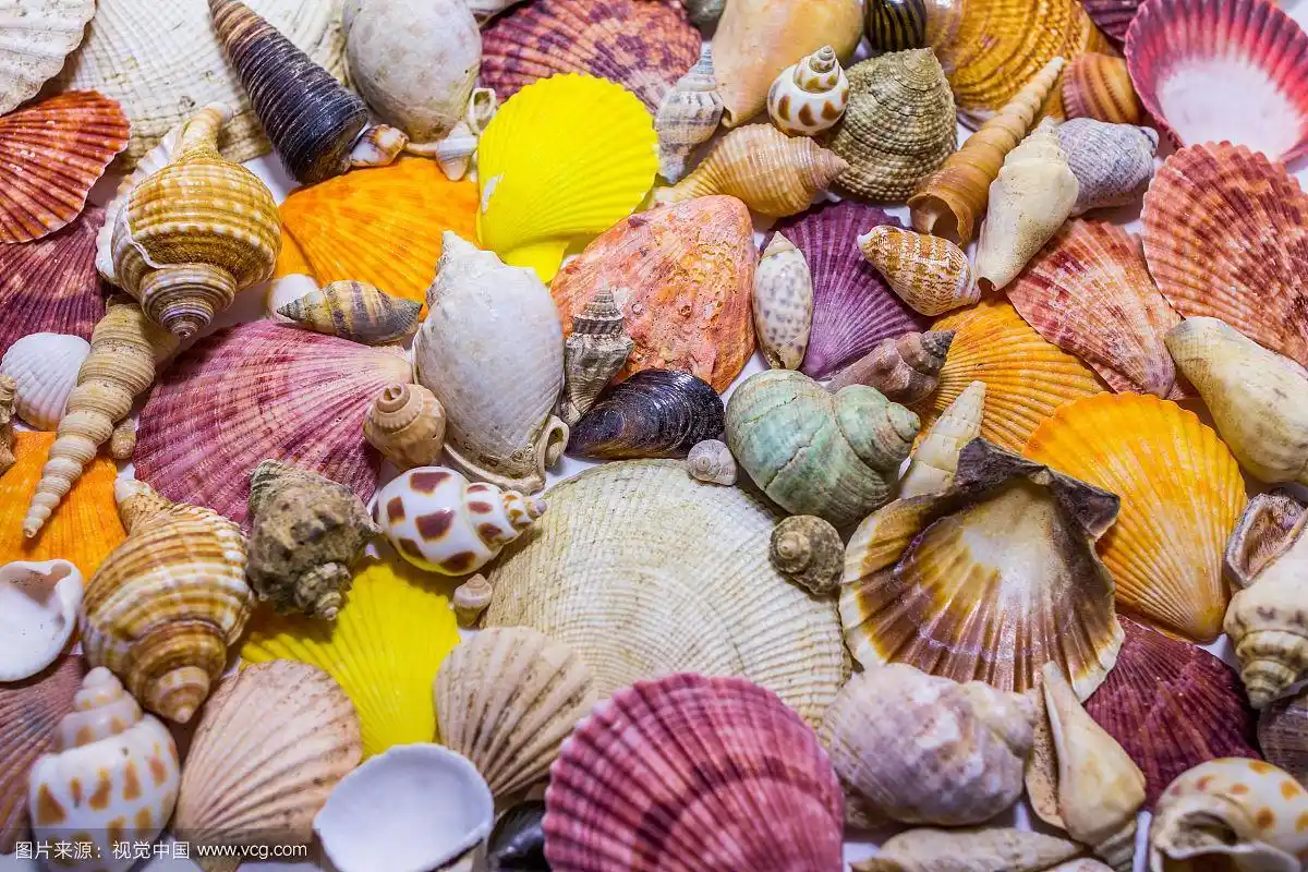 彩色贝壳的背景