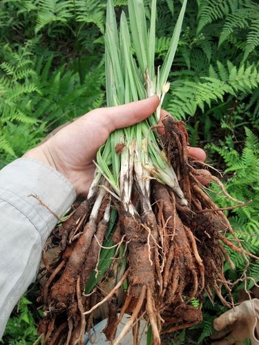 四川野生小叶仙茅仙毛草种苗仙矛独脚丝茅中药材带根带叶38元一斤