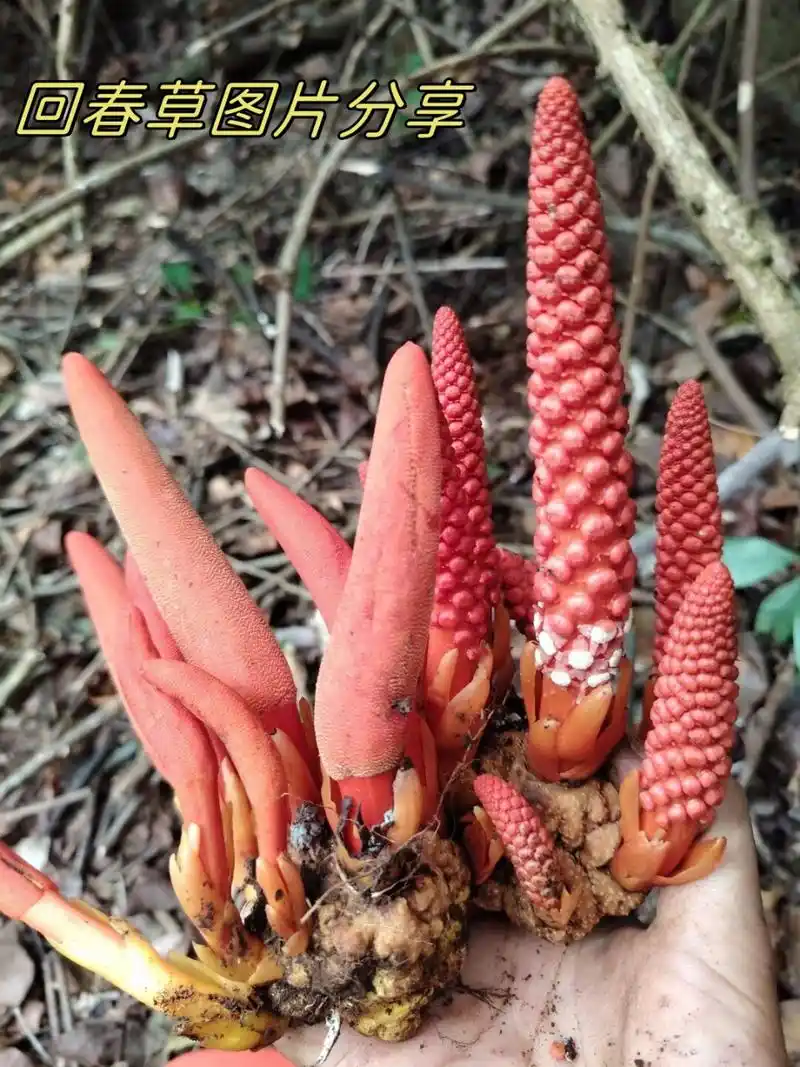 回春草图片分享 回春草,具有补肾壮阳,降压,静心安神功效.