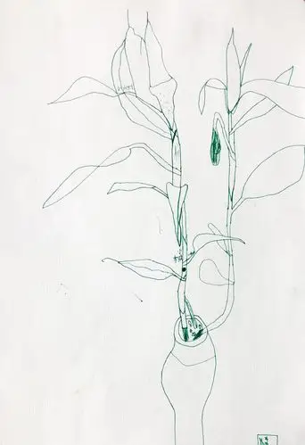 《富贵竹写生》