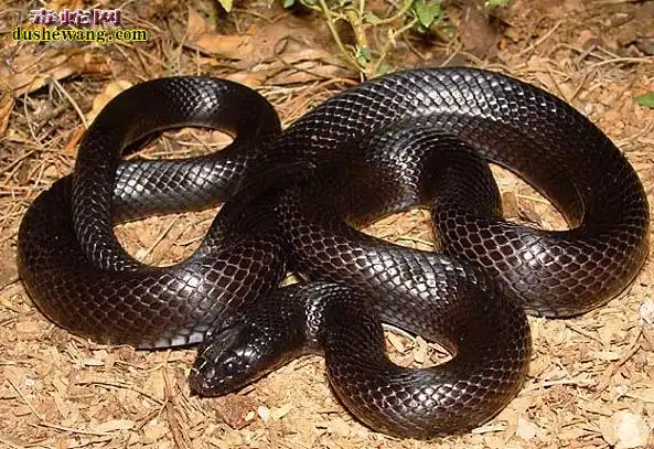 沙漠王蛇资料品种简介