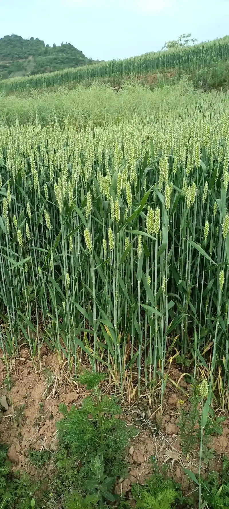 徘徊于乡间小路,看着庄稼地里一片片绿油油的麦田