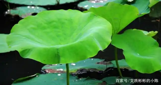 蝴蝶说荷叶是我的什么