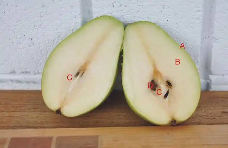 这是西洋梨横剖面