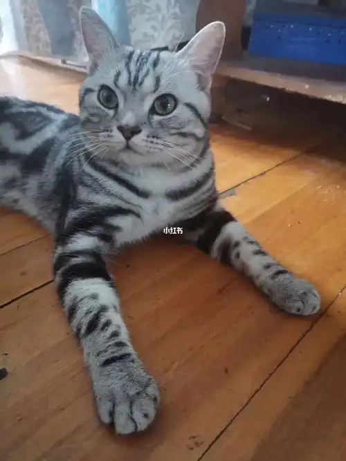 美短  #英短  一些逆子的照片,想让姨姨们鉴定一哈是个啥修猫,是美短