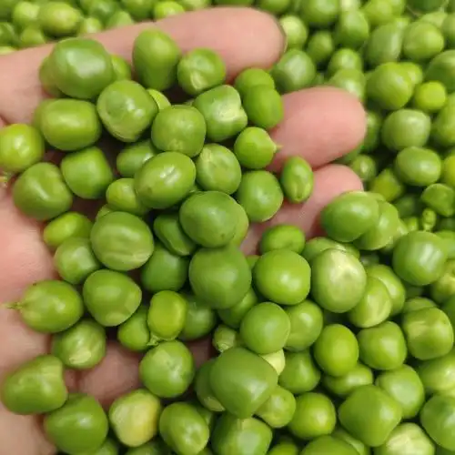 如皋脆爽甜新鲜豌豆米2斤农家种植现摘现发剥好皮豌豆米甜豌豆米甜