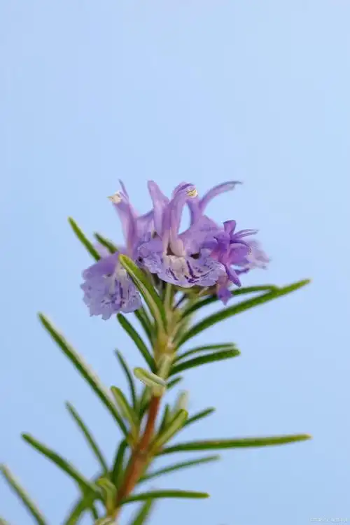 鲜花花语大全|迷迭香的花语