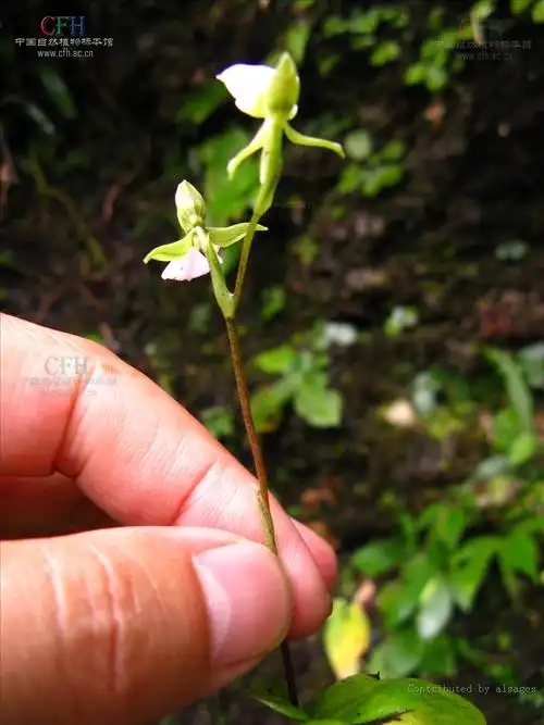 p>蚤休的别名.多年生草本植物.