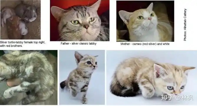 琥珀色土褐色是个什么色说不定你家猫就是这个色哦