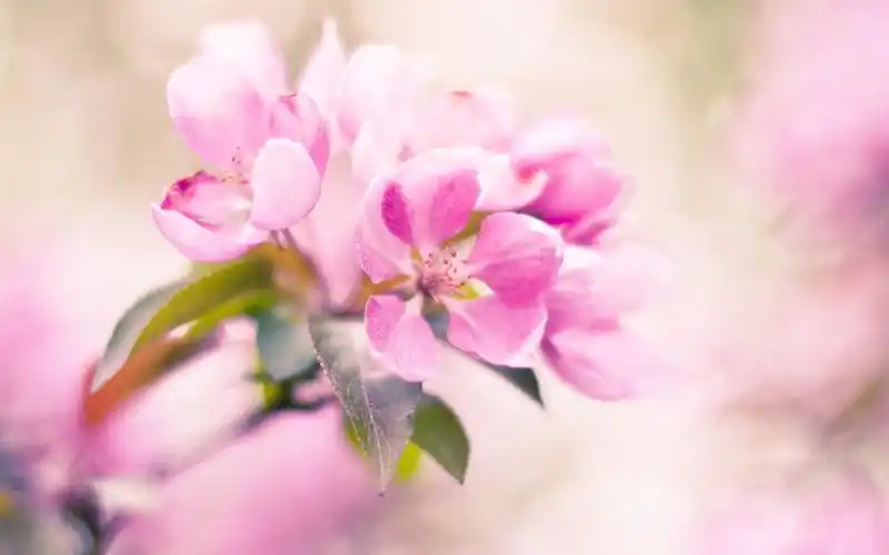 小清新绿色花草植物唯美好看花朵高清桌面壁纸下载(2)
