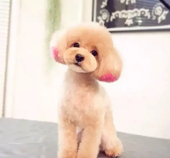 泰迪百变造型总有一款你喜欢