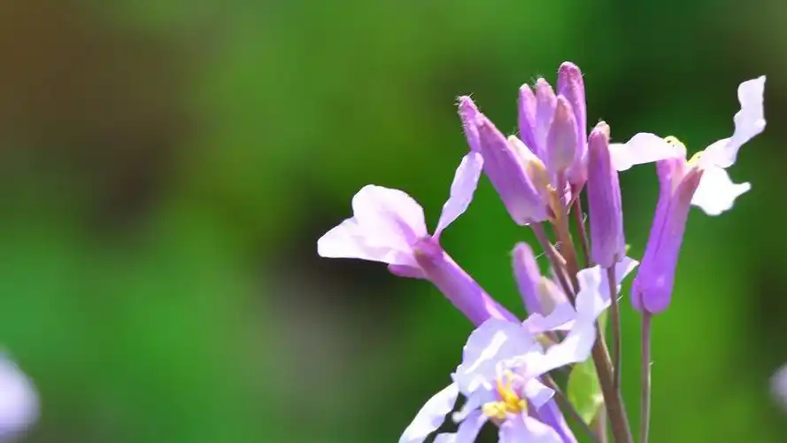 清新淡紫色二月兰图片高清电脑桌面壁纸